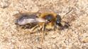 Andrena dorsata.jpg